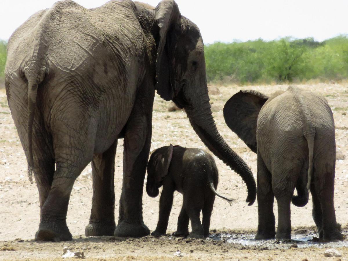 Etosha Safari Camping2Go Okaukuejo Ngoại thất bức ảnh